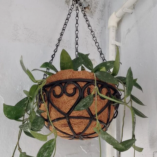 Hanging plant in a decorative basket against a light wall.