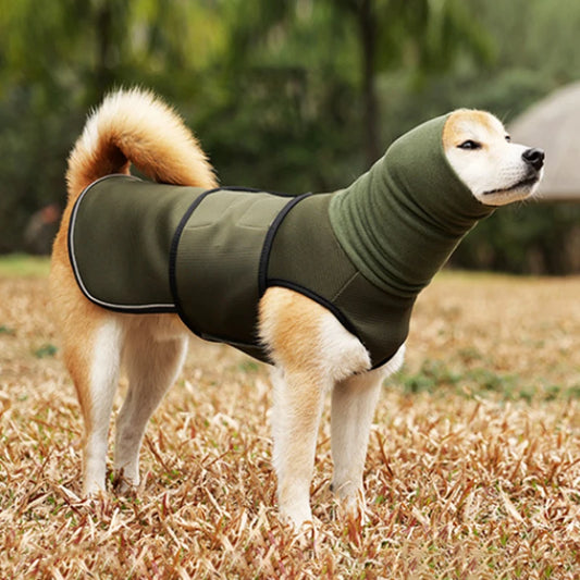 Dog wearing a green coat standing on grass with a blurred natural background