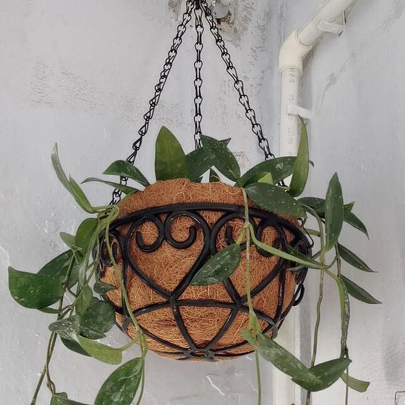 Hanging plant in a decorative basket against a light wall.