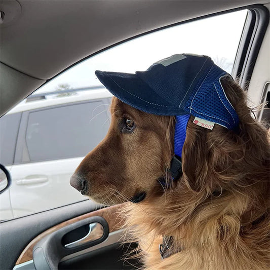 Dog wearing a blue cap inside a car