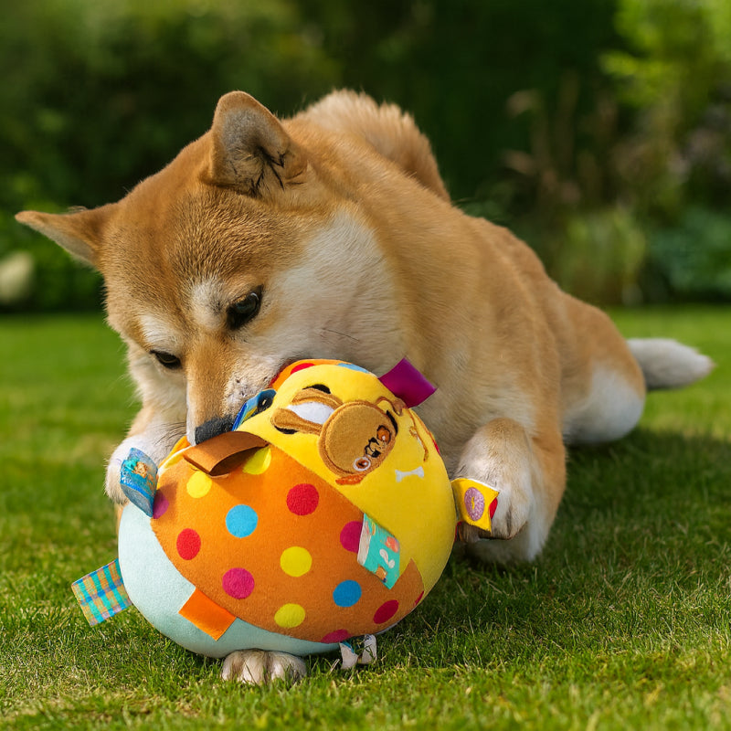 Dog playing with ball
