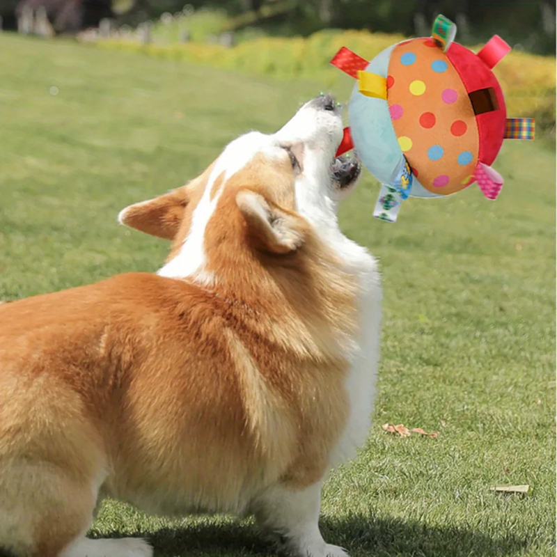 Dog chew the ball