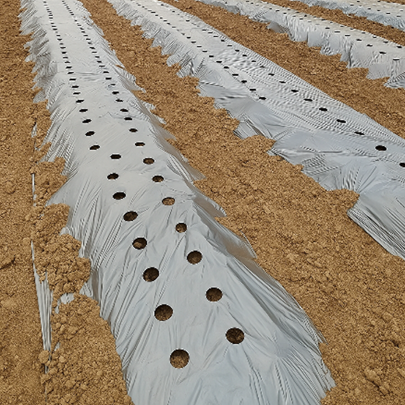 Close-up of a textured white strip with holes on a brown sandy background