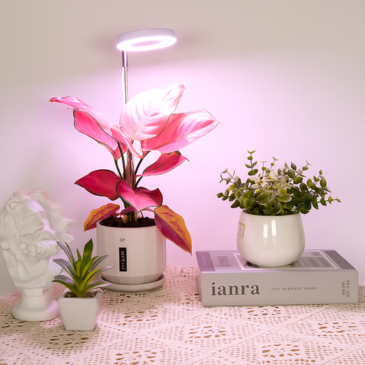 1 Light