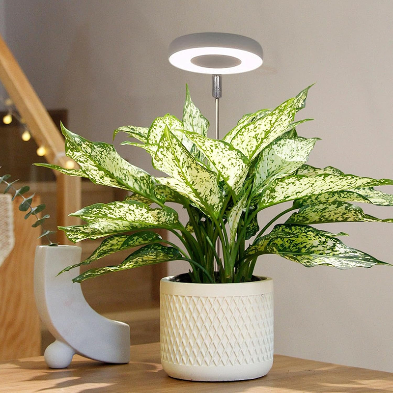 Potted plant under a floor lamp in a home setting