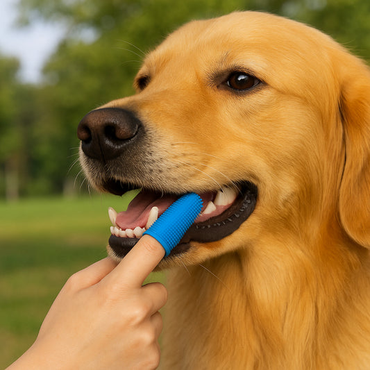 Dog being brushed by a person with a blue brush outdoors