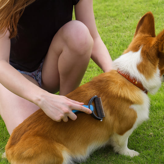 Person grooming a corgi dog with a comb on grass