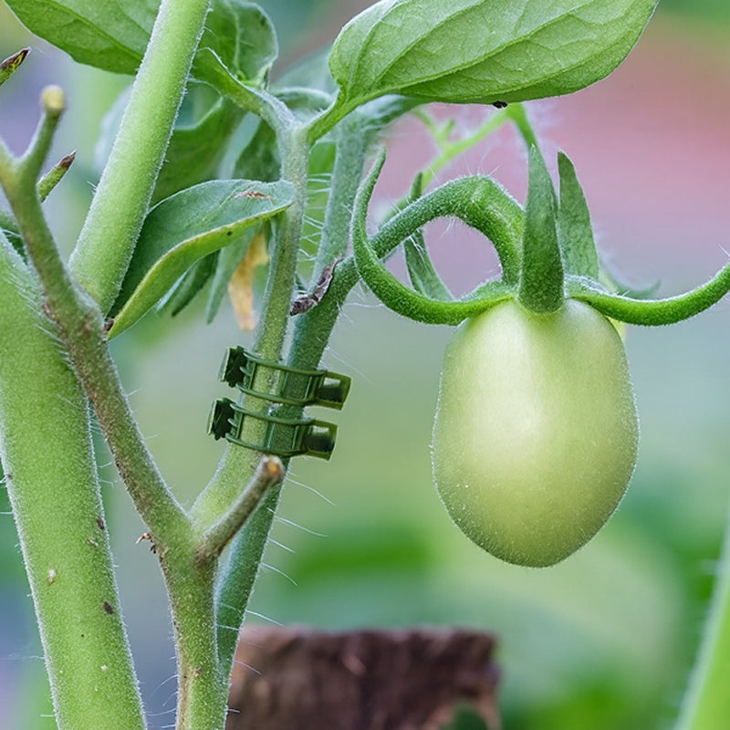 Green tomato on a plant with a small green clip attached, against a blurred garden background.