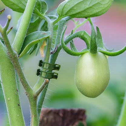 Green tomato on a plant with a small green clip attached, against a blurred garden background.