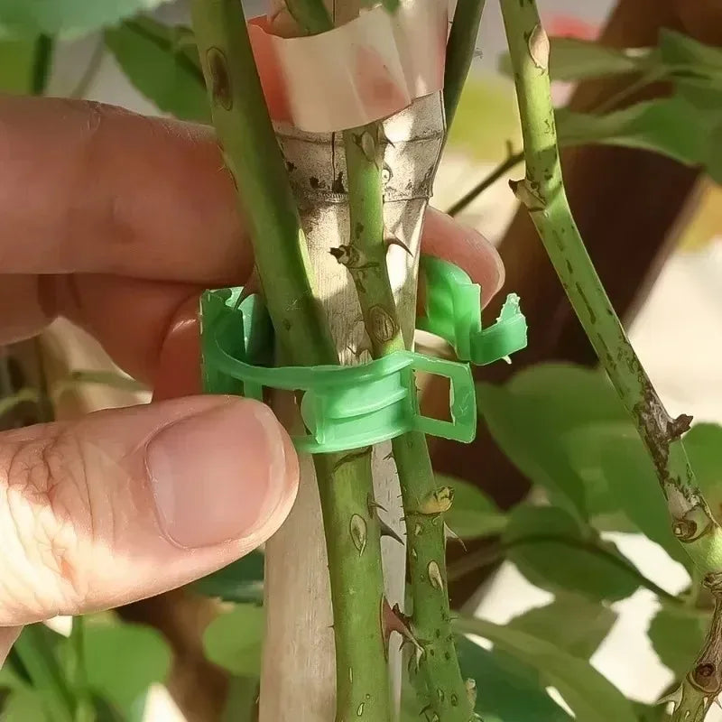 Person holding a plant stem with a green plastic clip